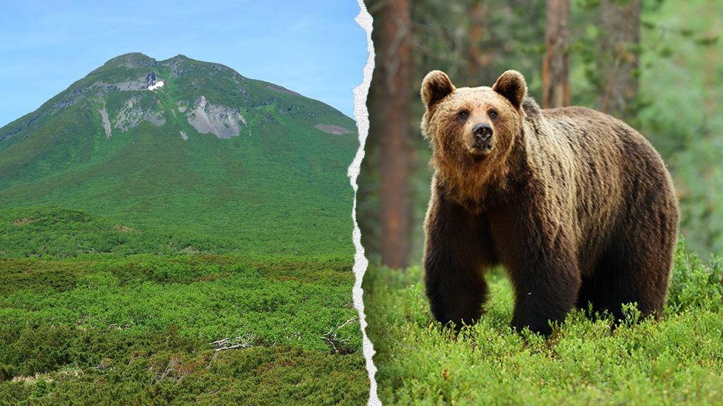 Hiker discovered deceased in Japan following brown bear attack on Mount Rausu trail.
