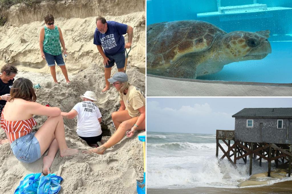 Hurricane Erin wipes out many endangered turtle nests, even with minimal impact on land.