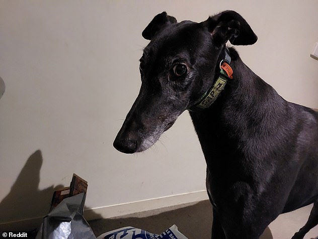 I contracted a dangerous infection from sleeping with my dog that has left me disfigured.