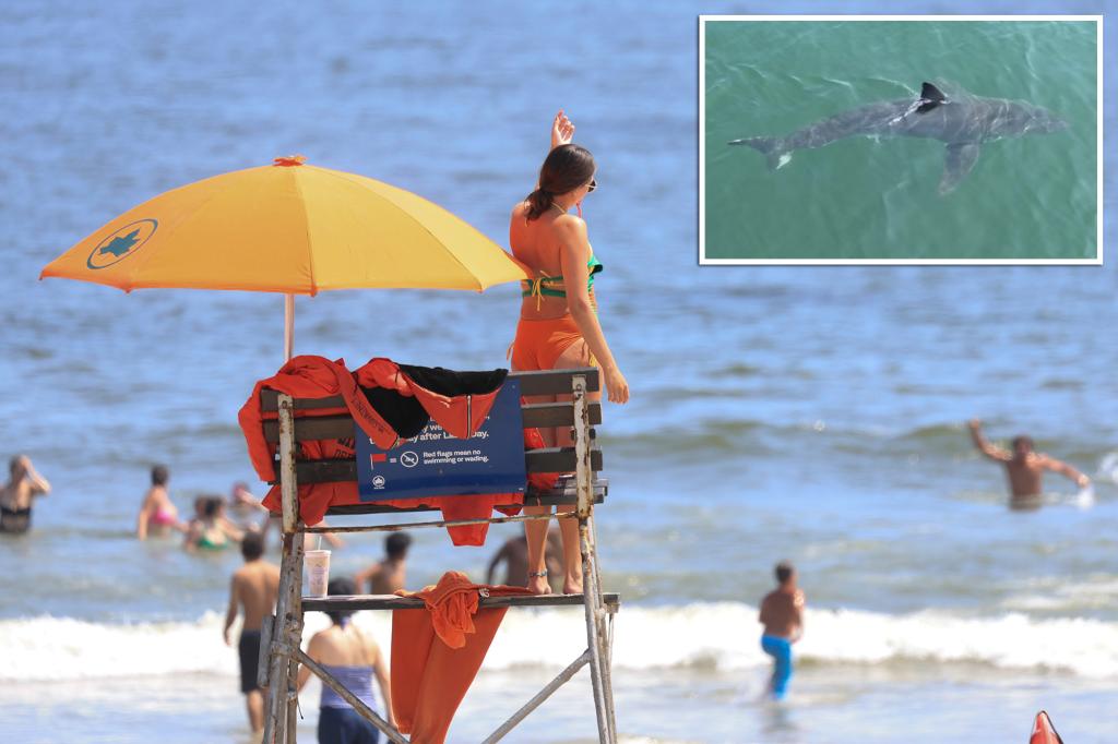 Increased sightings of great white sharks at Northeast beaches as summer comes to an end