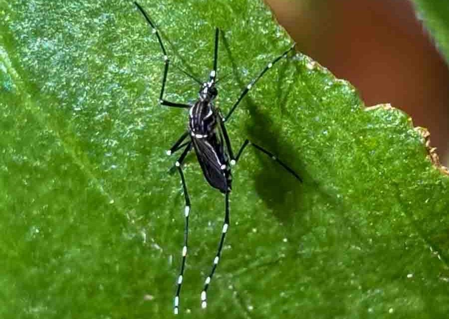 Invasive mosquitoes discovered in south Ashland