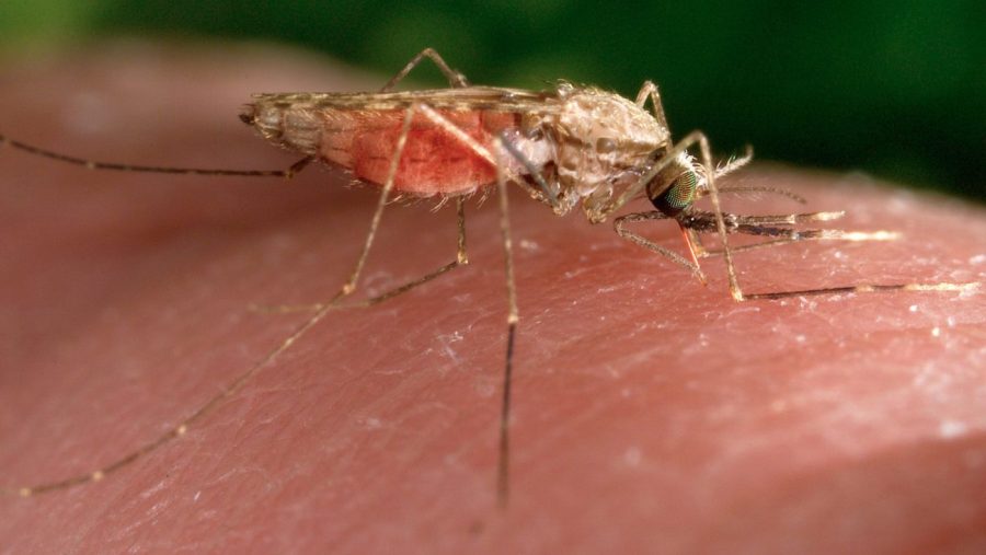 Investigation underway for malaria case in New Jersey resident with no recent travel history