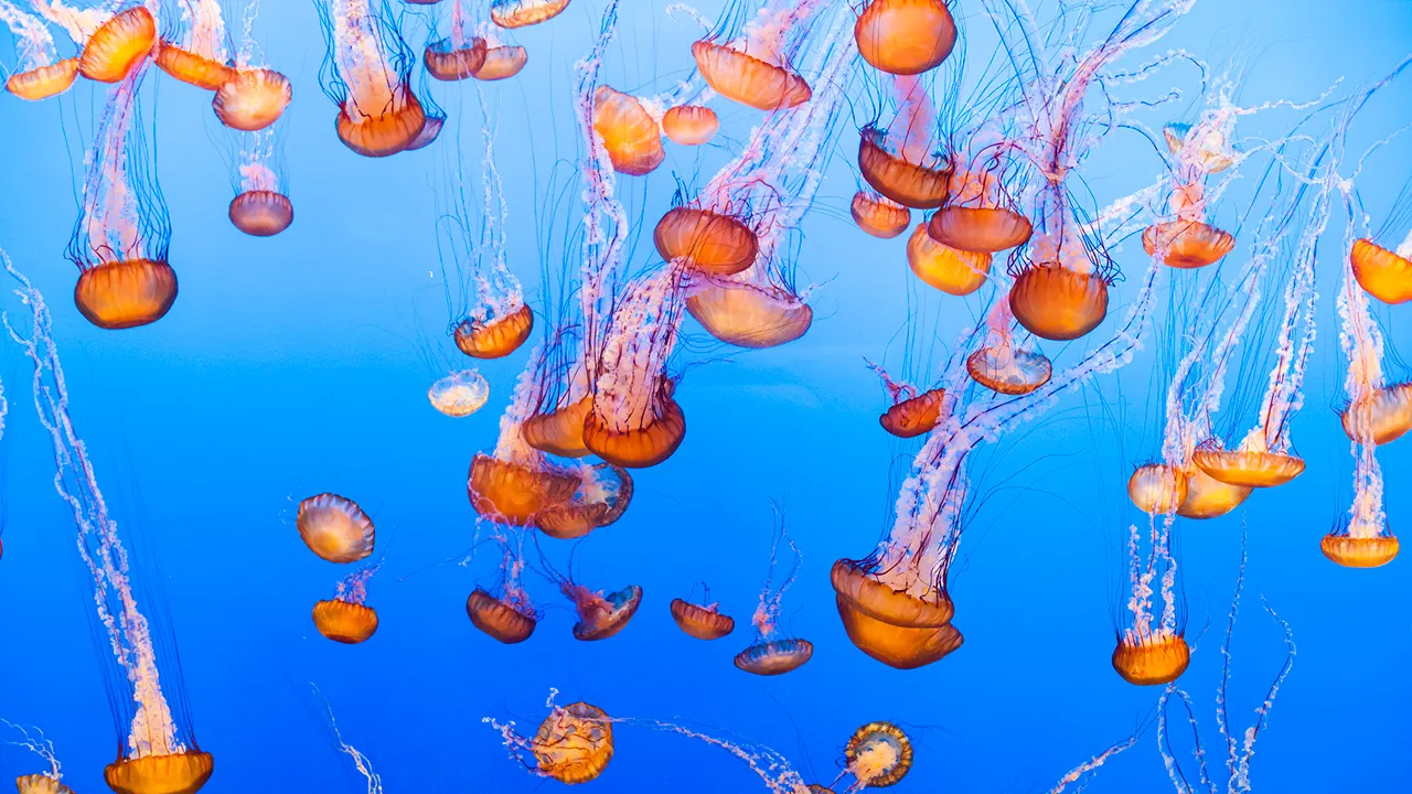 Jellyfish cause shutdown of French nuclear power plant in unexpected event