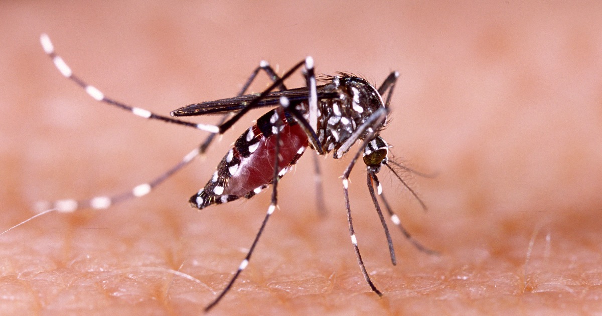 Mosquito Pattern Las Vegas' increasing mosquito issue is 'a looming threat' - Total News