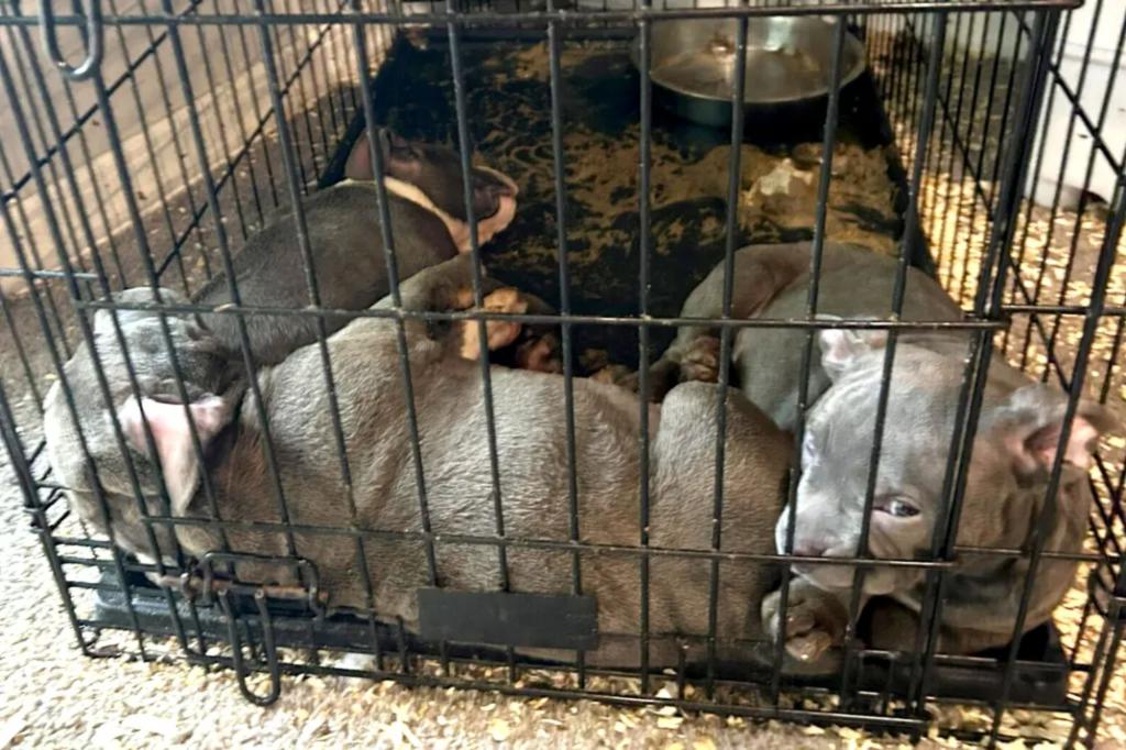 Long Island drug dealer and his girlfriend treated puppies poorly while selling fentanyl, according to the DA.