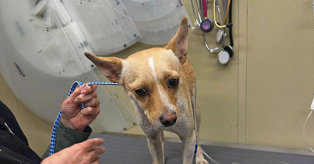 Lost California Dog Discovered After Helping to Save His 85-Year-Old Owner