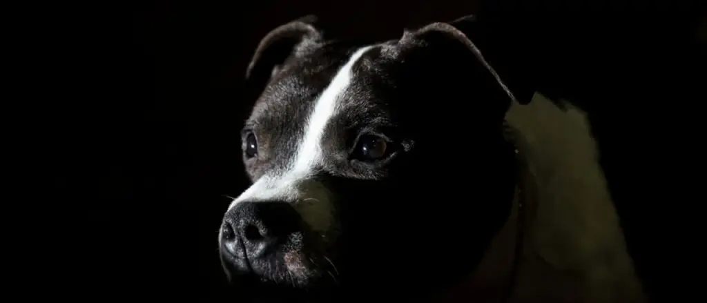 Man Accused of Wrapping Dog in Duct Tape Released After Arraignment