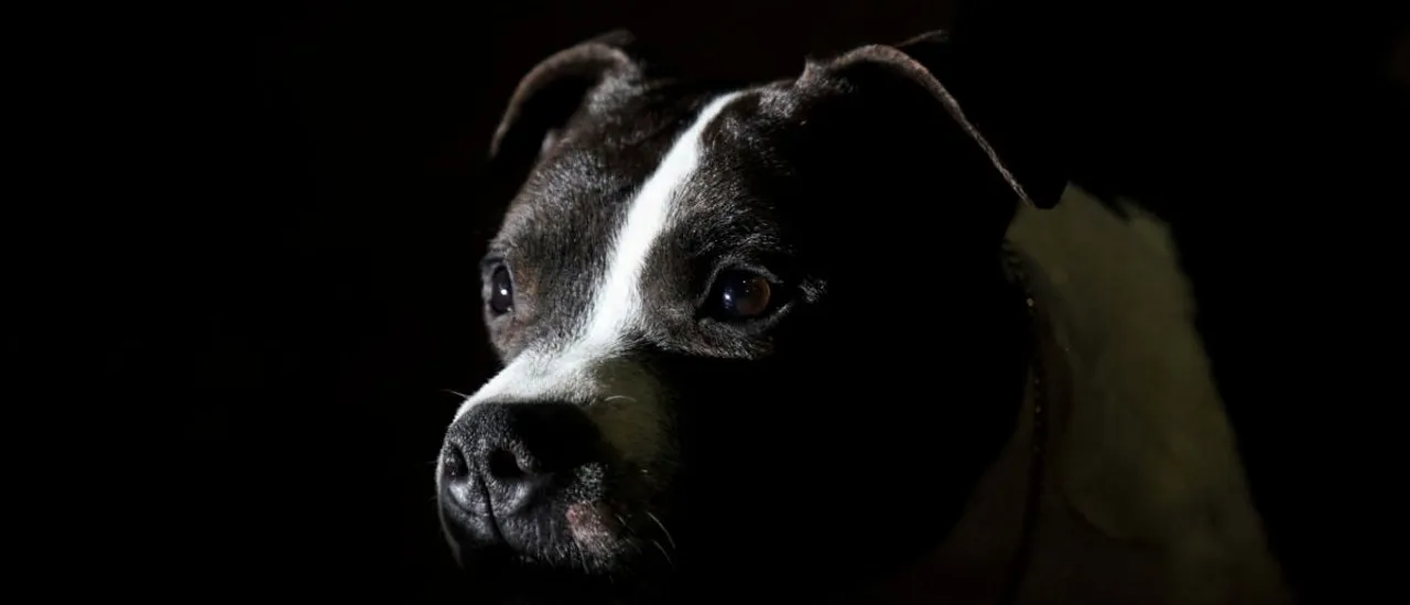 Man Accused of Wrapping Dog in Duct Tape Released After Arraignment