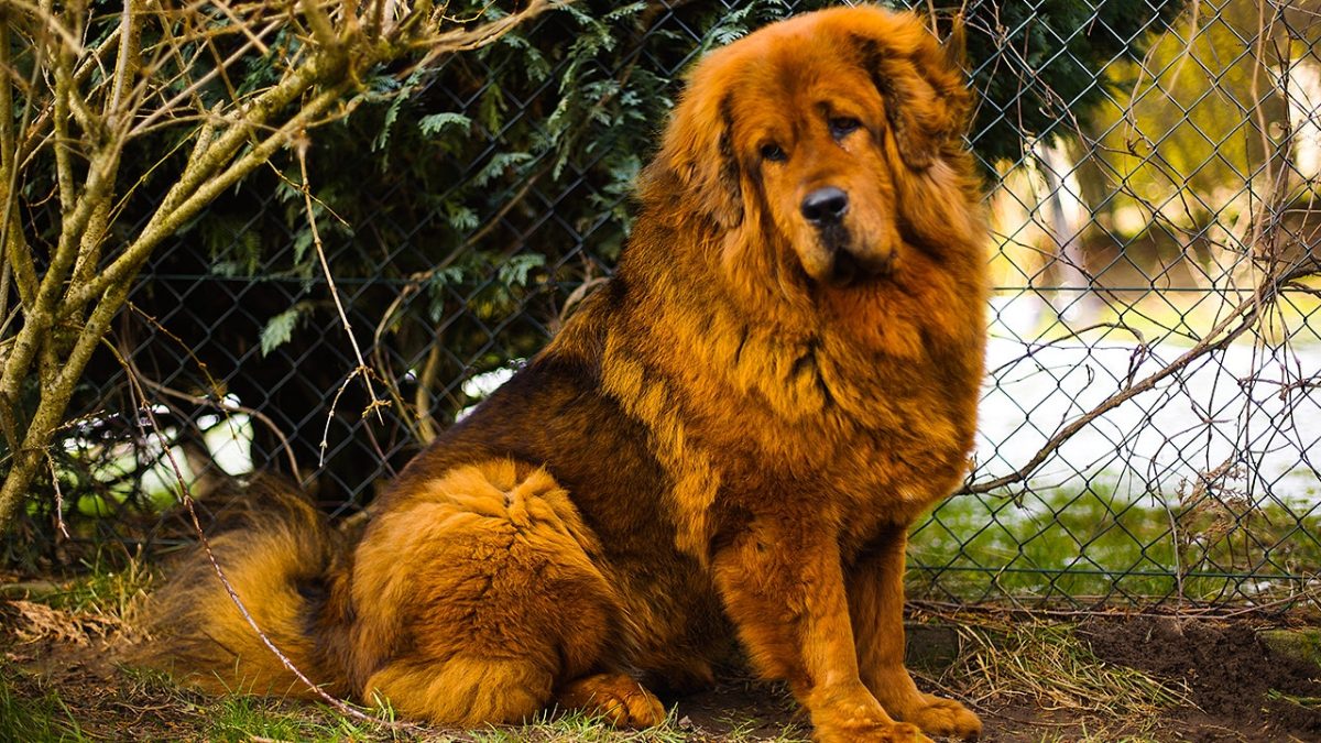 Man challenges woman with 100-pound dog in eatery, leading to her removal.