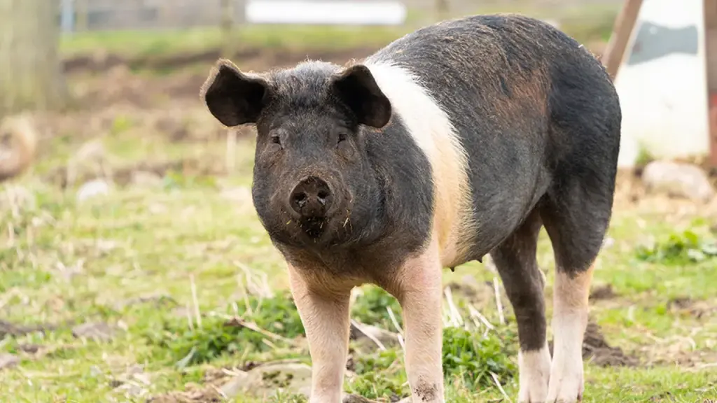 Man undergoes historic first transplant of pig lungs.