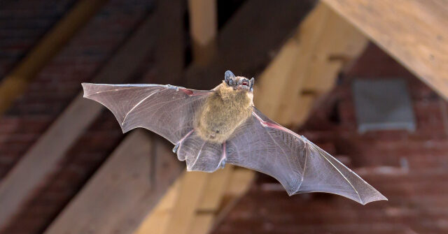 Many May Have Been Exposed to Rabies at Cabins in Wyoming