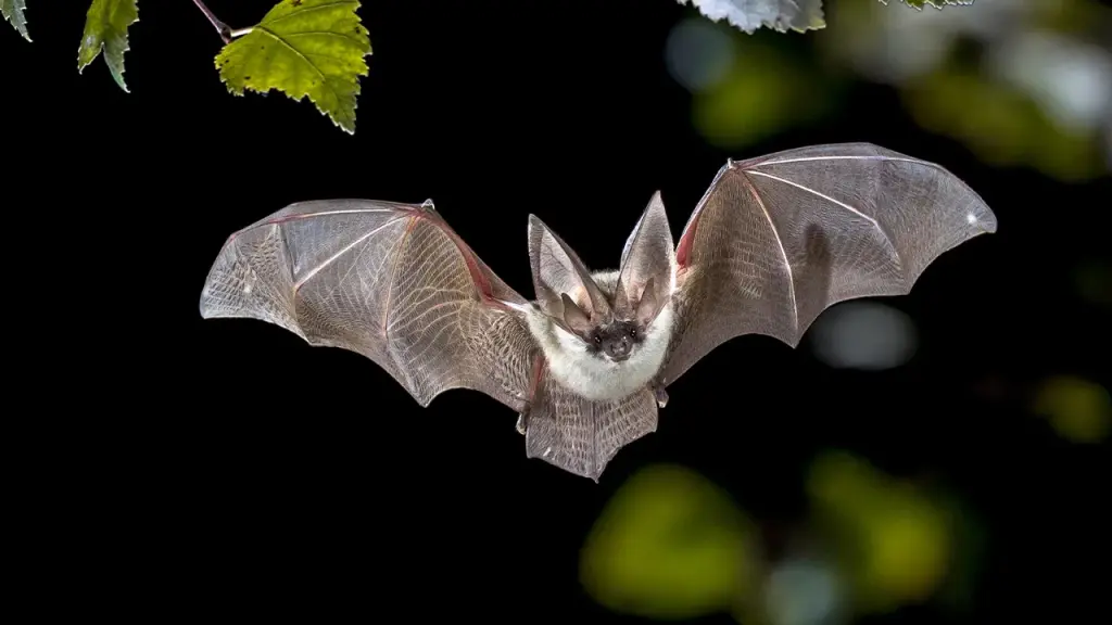 Many people at Grand Teton National Park cabins with bats were at risk of rabies.
