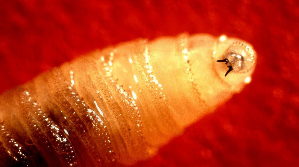 Maryland reports its first case of human screwworm linked to travel