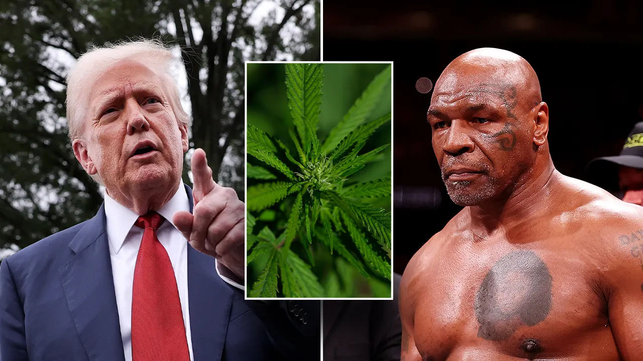 Mike Tyson hints that he might return to fighting if Trump changes the marijuana schedule.