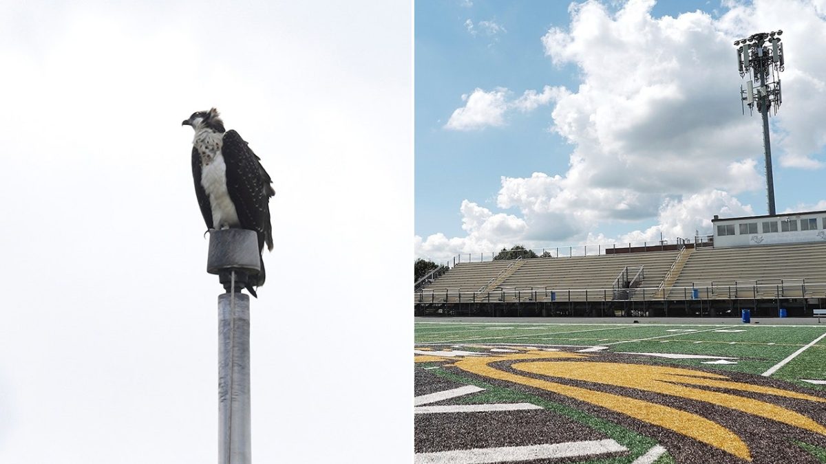 Minnesota high school football team has to change game dates due to osprey nest.