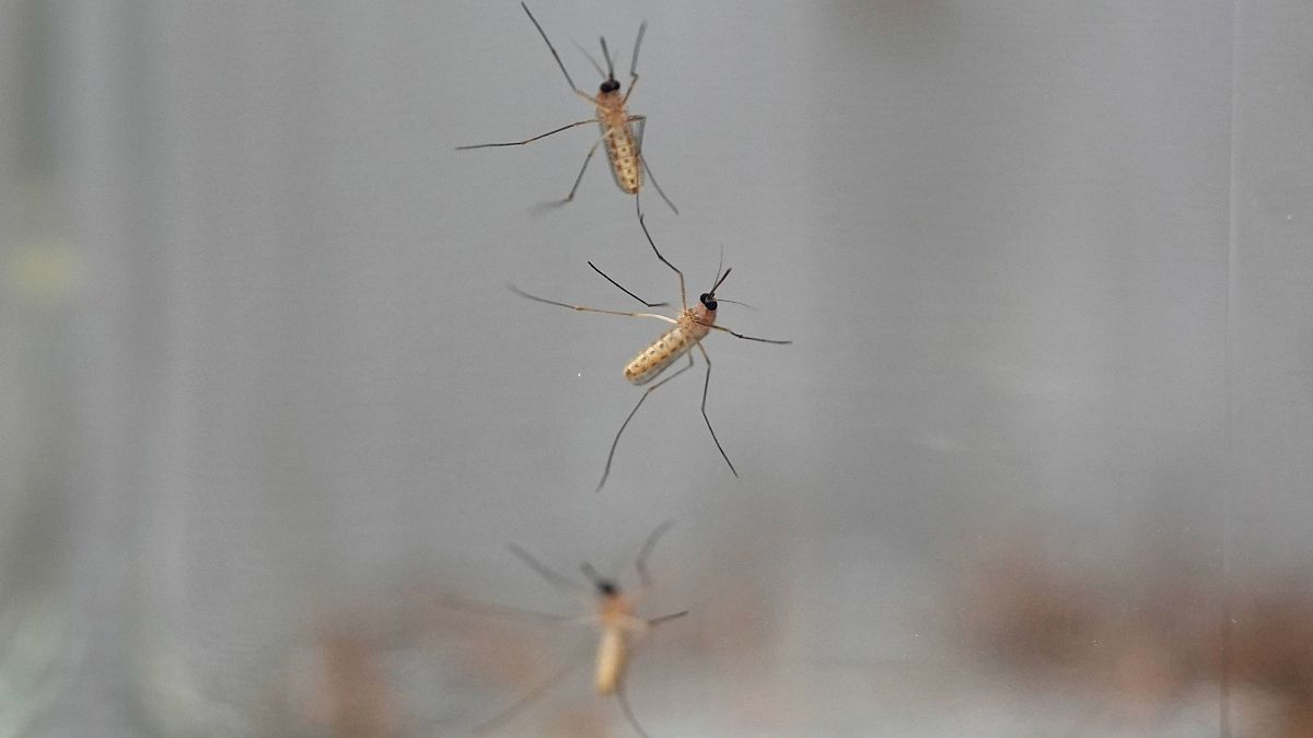 Monitoring mosquito-related diseases in Europe: West Nile virus, chikungunya, dengue