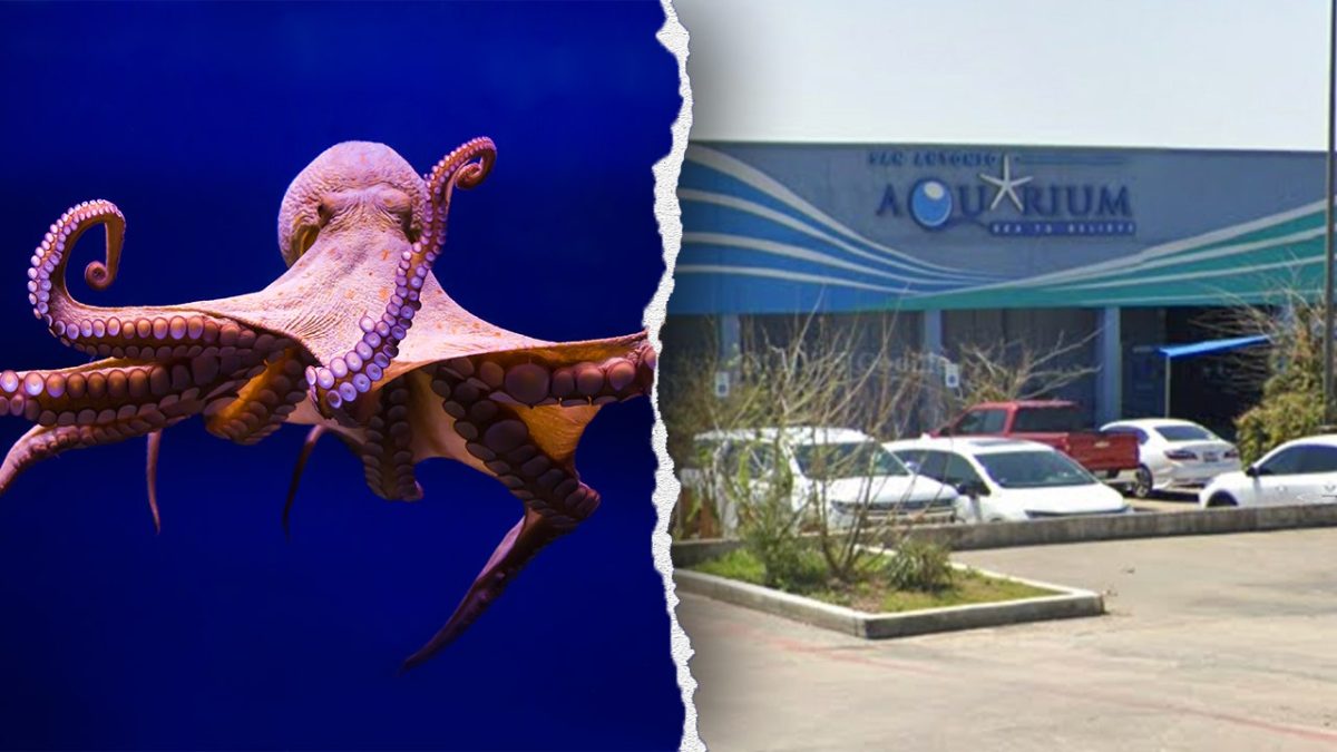 Mother shares frightening encounter of octopus grabbing her son at the aquarium