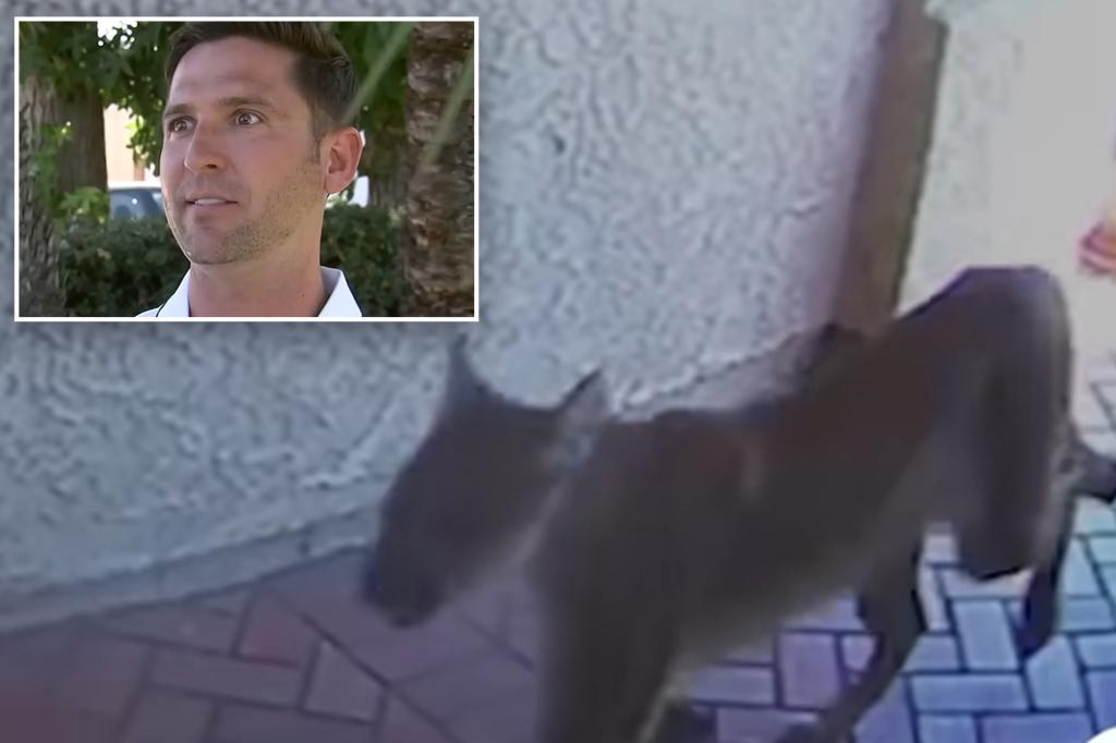 Mountain lion wanders into California house and encounters a man inside