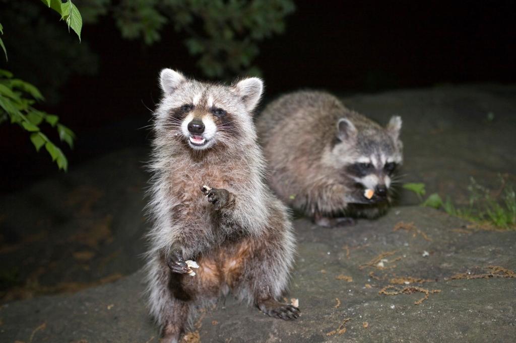 My neighbor created a wildlife sanctuary — now our street is overrun with pests.