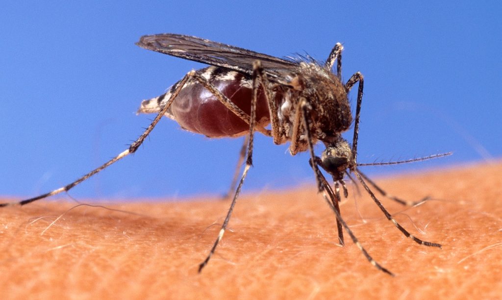 N.J. resident diagnosed with malaria may be first local case in decades, officials report