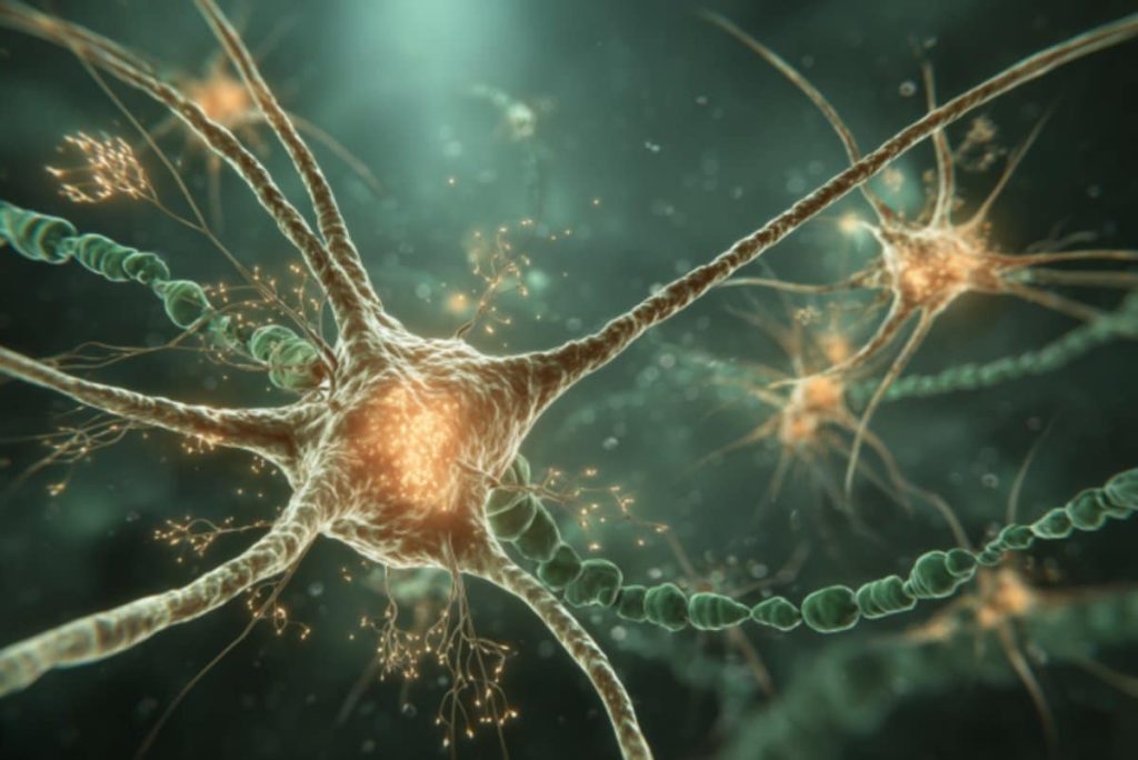 Natural Combination of Compounds Revives Aging Brain Cells
