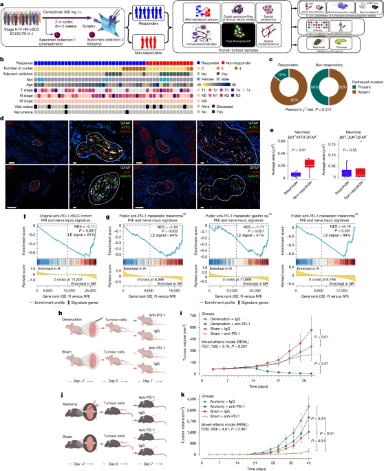 Nerve damage caused by cancer increases resistance to anti-PD-1 treatment.