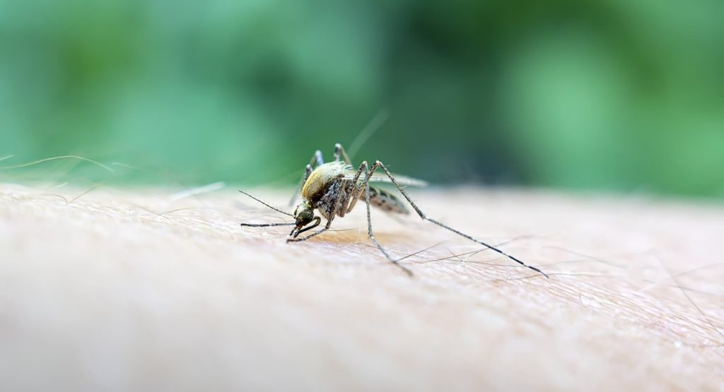 New York City confirms first human cases of West Nile in 2025