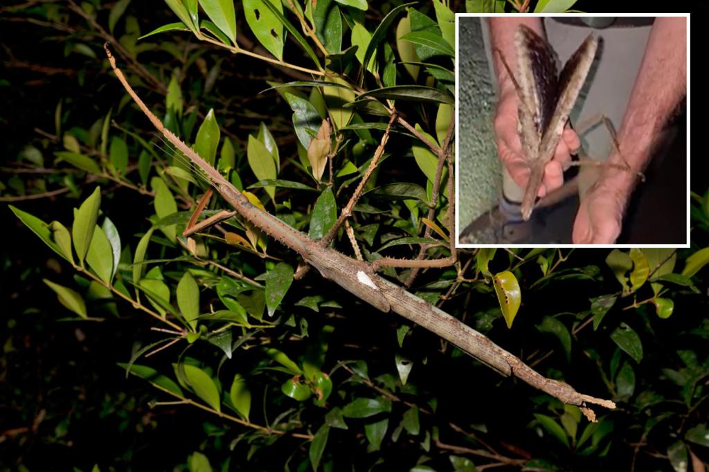 Newly found stick insect thought to be the heaviest on record
