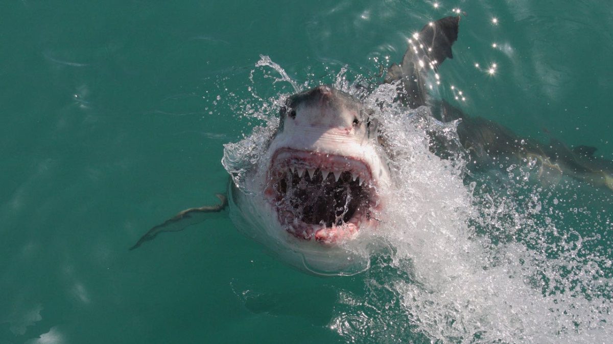 Northeast beaches are encountering more great white sharks as summer comes to an end