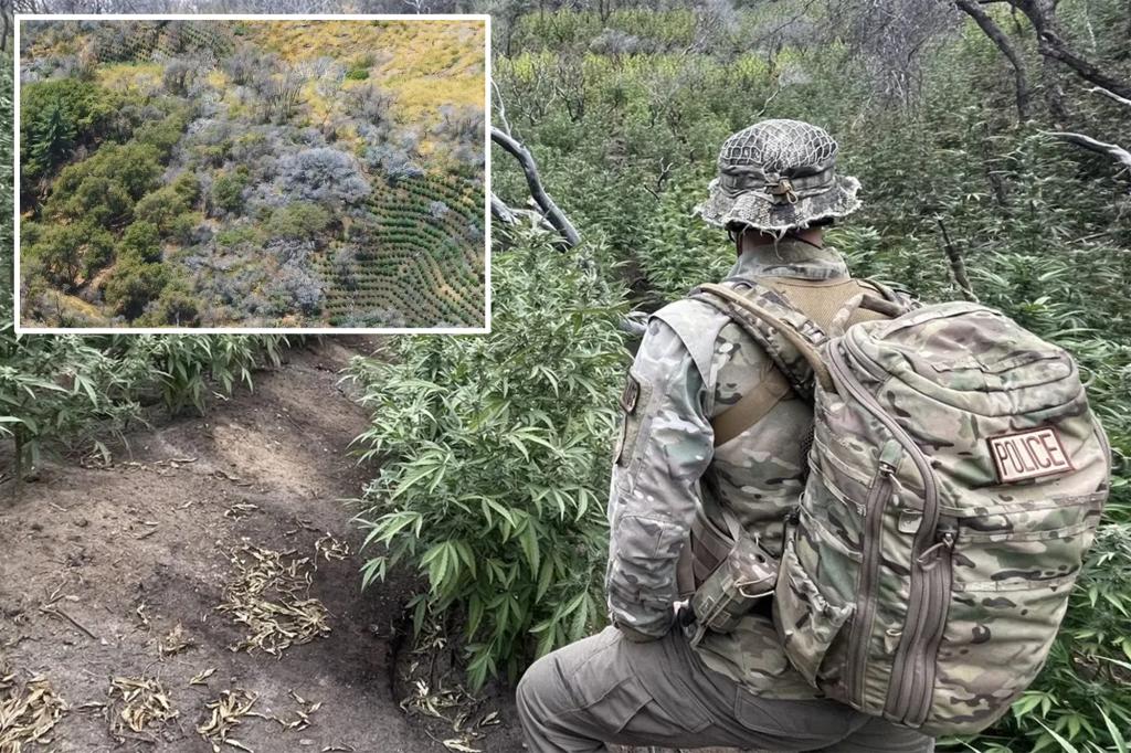 Over 2,000 unlawful marijuana plants taken out of a national park in California