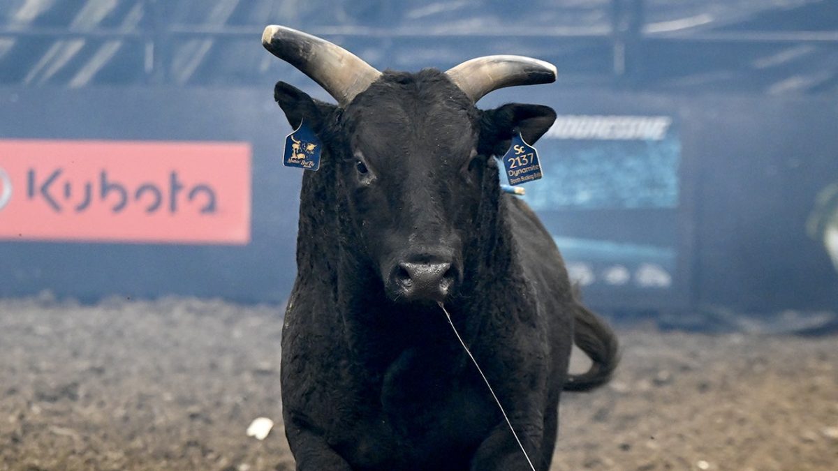 PBR bulls enjoy a life of fame