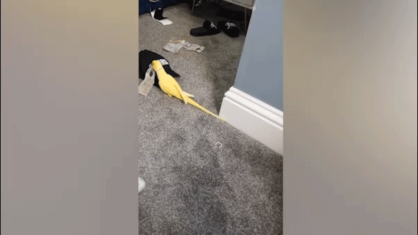 Parrot aids British police in breaking up prison drug operation by imitating words