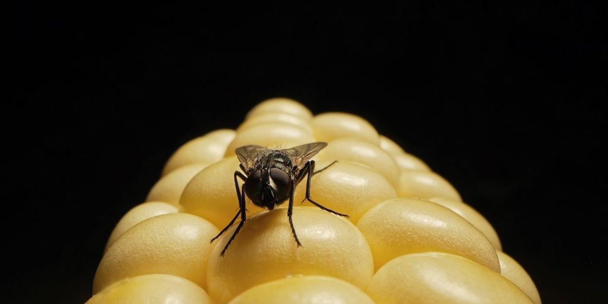 Private equity is harming American companies for financial gain.