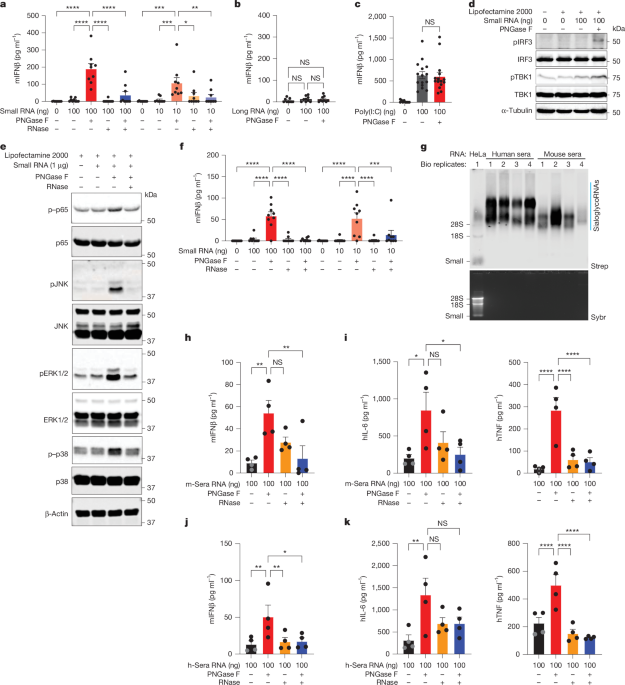 RNA N-glycosylation allows for immune evasion and the maintenance of cellular balance through efferocytosis.