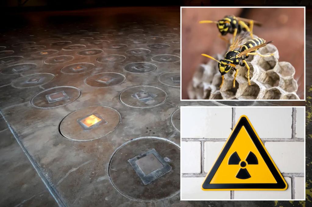 Radioactive wasp nests found at a nuclear site in South Carolina raise concerns about potential contamination and leaks
