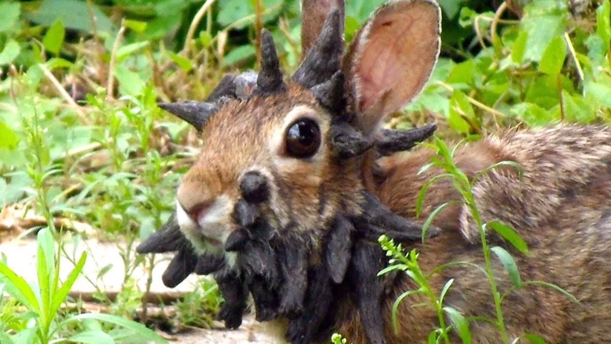 Reasons Behind the Appearance of Horns and Tentacles in Colorado Rabbits