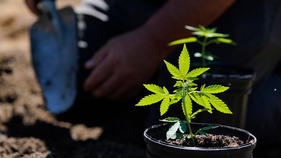 Republicans attempt to address the 'hemp loophole' amid McConnell-Rand Paul conflict