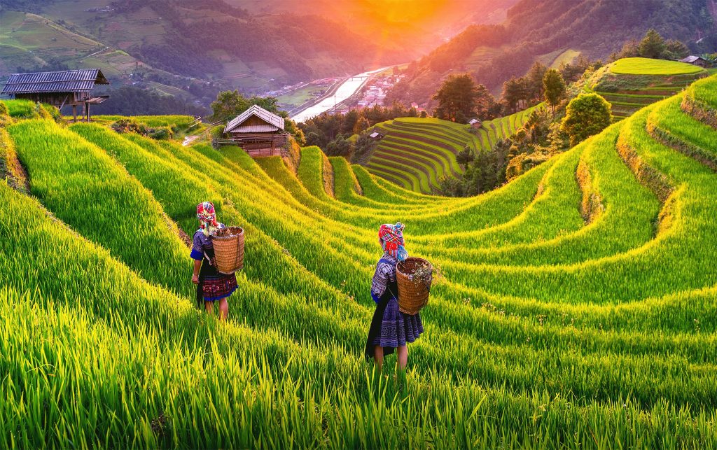 Research reveals that the "king of poisons" is accumulating in rice fields around the world