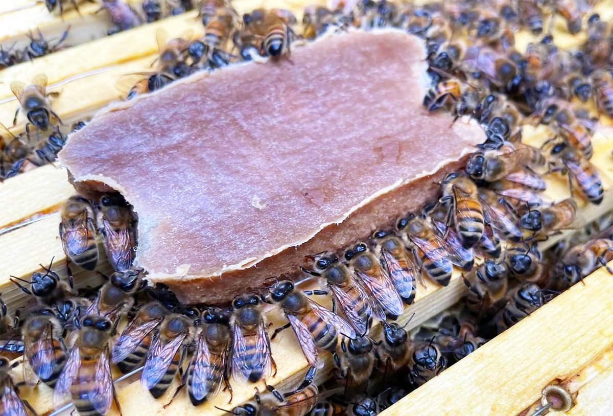 Researchers develop a superfood to substitute pollen for honey bees