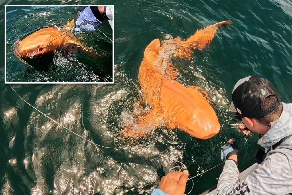 Researchers find a unique, bright orange shark swimming near Costa Rica.