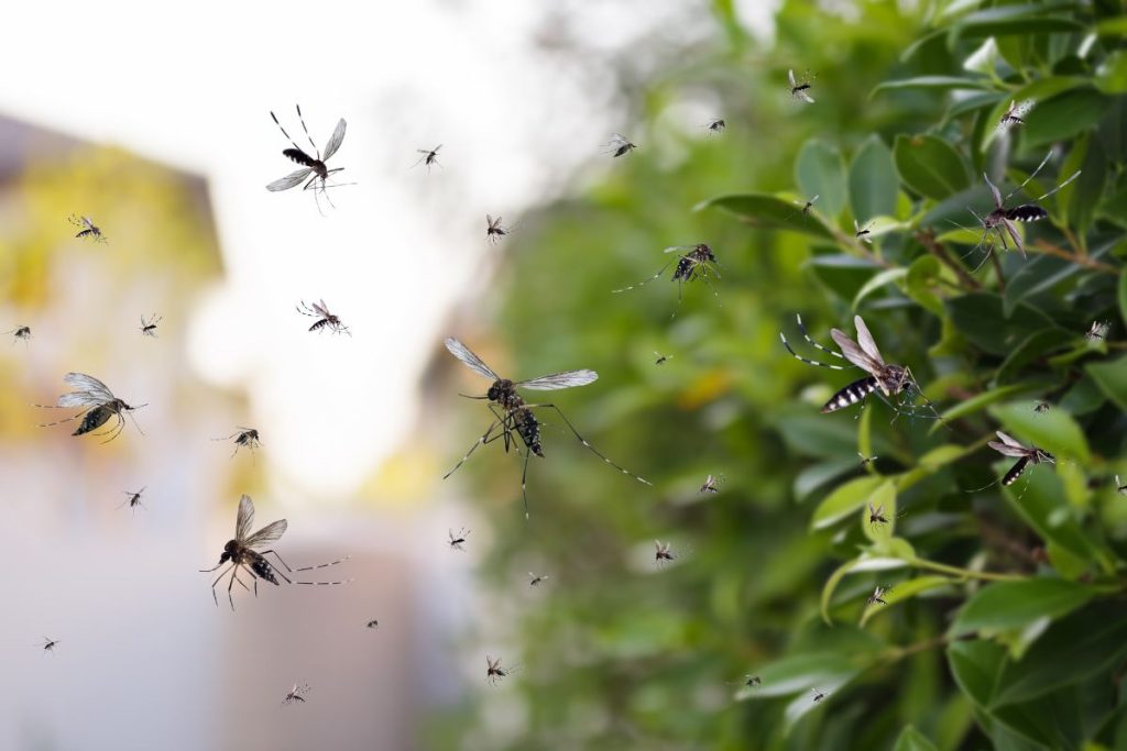 Researchers recently tested a new mosquito repellent on 30,000 mosquitoes, demonstrating its high effectiveness.