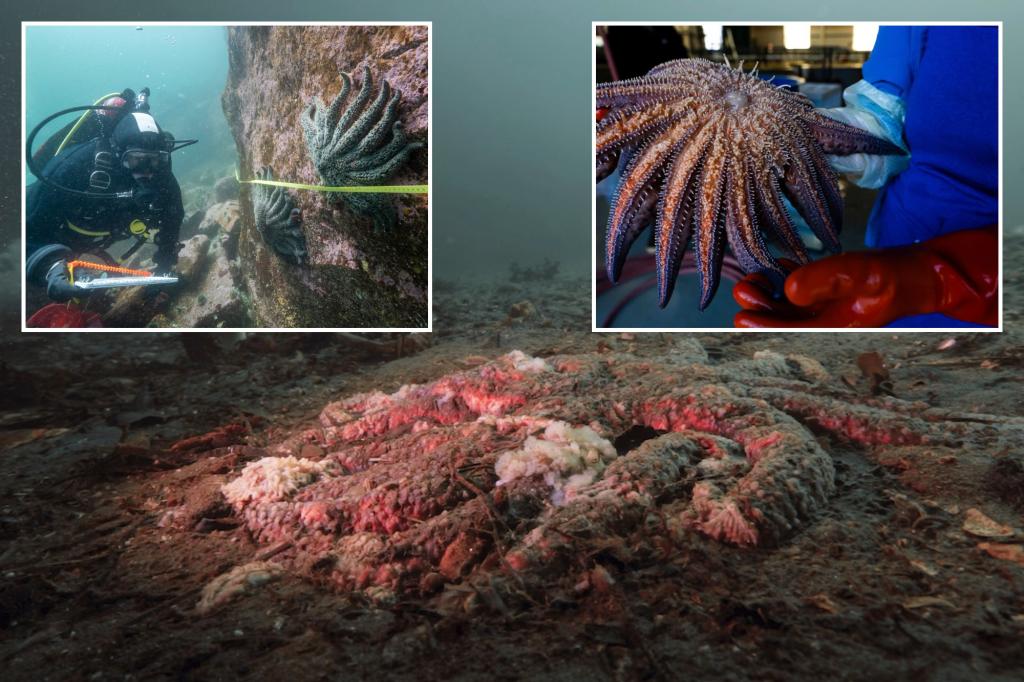 Researchers uncover the cause of 5 billion sea star deaths along the Pacific coast