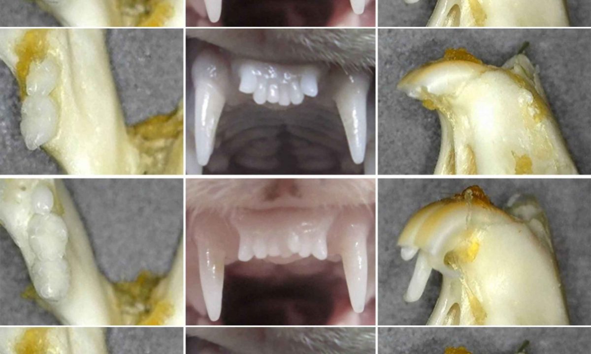 Science is on the verge of helping you grow back your own teeth