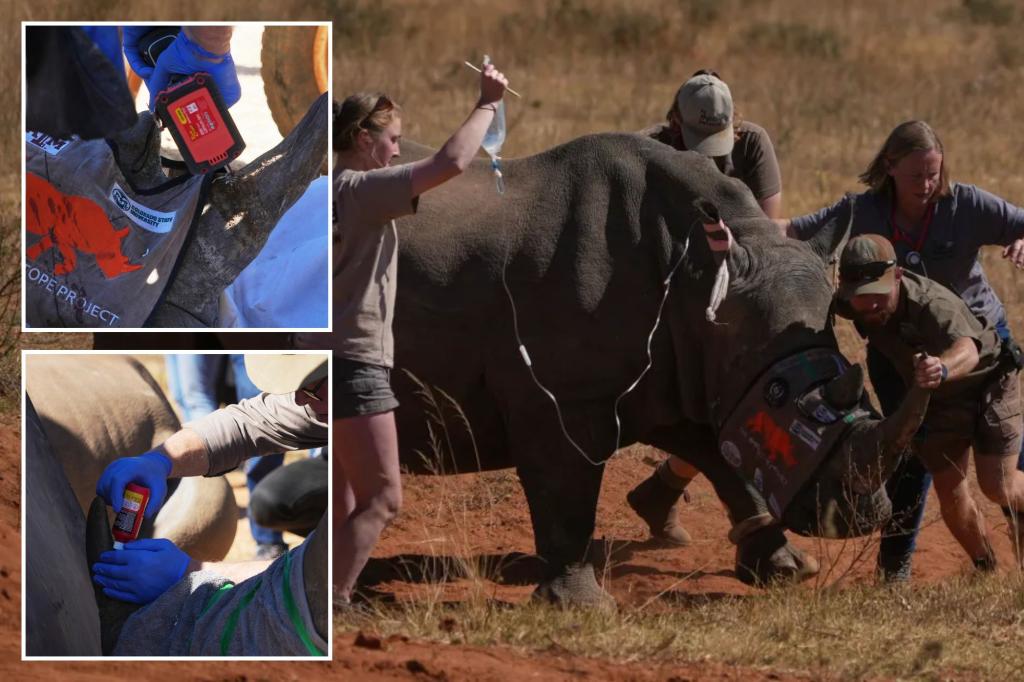 South Africa uses radioactive rhino horns to combat poaching
