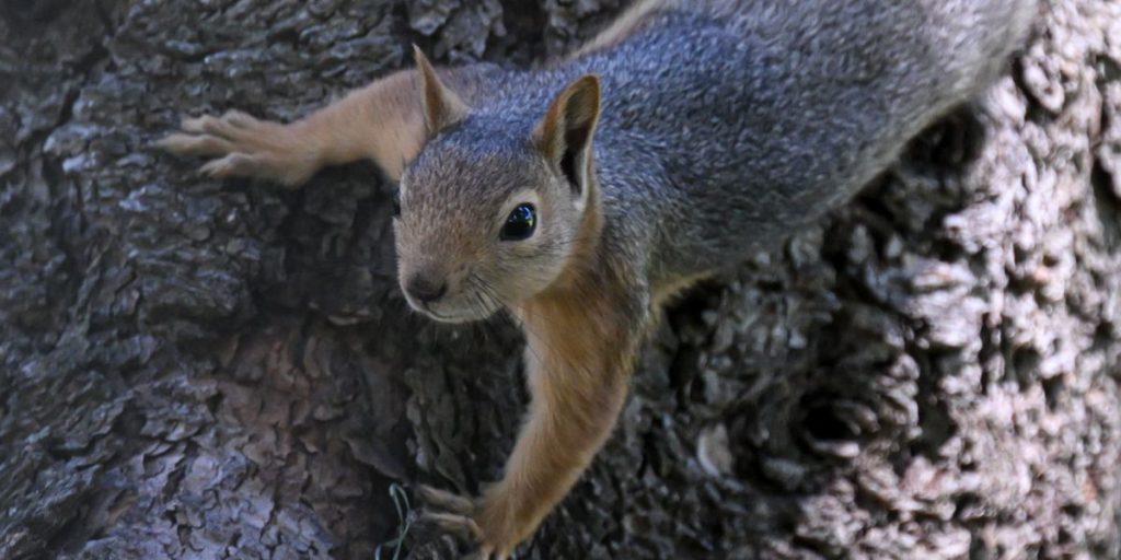 Squirrels also communicate wirelessly. Can you listen to them now?