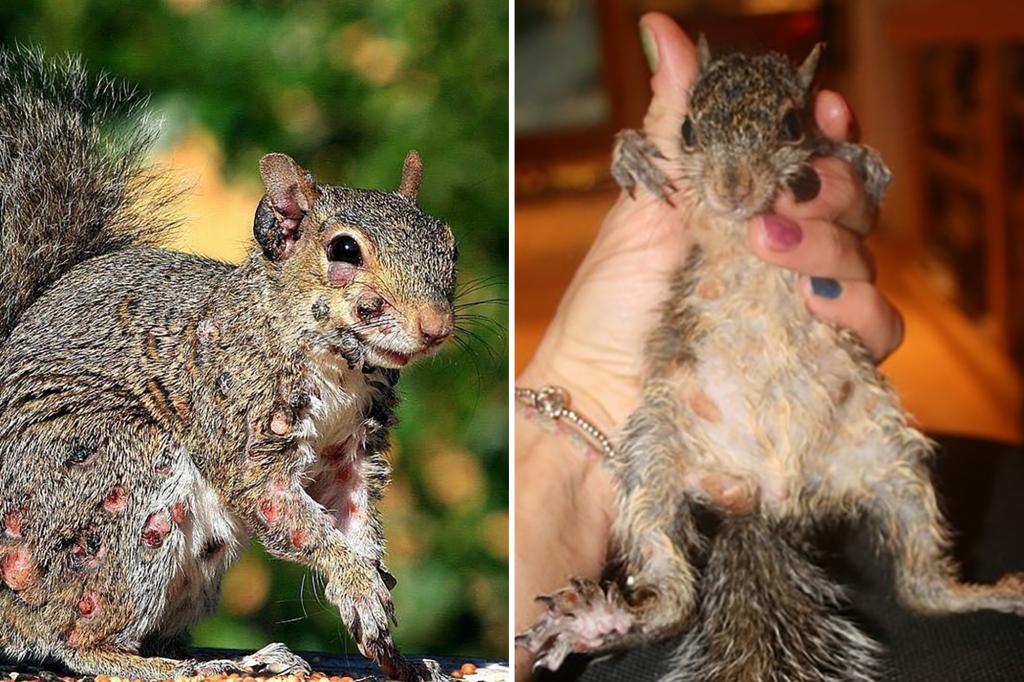 Squirrels with warts oozing have been seen wandering in US backyards.
