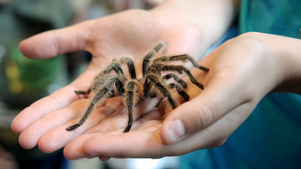 Tarantula breeding time leads to large spider swarms in the Southwest region.
