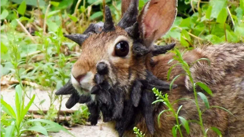 Taylor and Travis, zombie rabbits, DC crisis: 7 wild moments from August