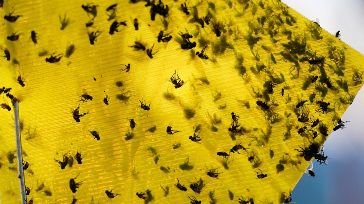 Texas factory to produce sterile flies to safeguard cattle from maggots