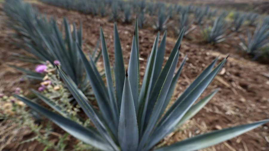 The surge in tequila production in Mexico is at risk due to actual highway theft.